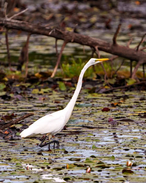 Great White Egret Close Profile Side View Shallow Water Foliage — 图库照片