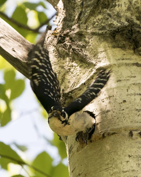 Woodpecker flying out of its bird nest house with spread wings with blur background in its environment and habitat surrounding. Woodpecker Hairy Image. Picture. Portrait.