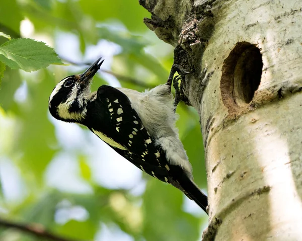Woodpecker Perched Its Nest House Tree Trunk Its Environment Habitat — 图库照片