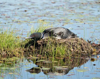Bataklık sularında dinlenen ve etrafı bulanık bir arka plan ve yaşam ortamı ile yuvayı koruyan sıradan bir ahmak. Görüntü. Görüntü. Portre. Fotoğraf..