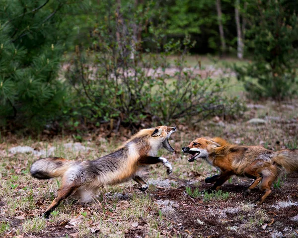 Raposas Dançando Brincando Lutando Rivalizando Interagindo Com Comportamento Conflito Seu — Fotografia de Stock