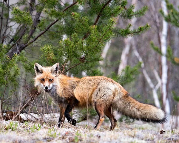 Red Fox Close Profilo Vista Laterale Guardando Fotocamera Con Uno — Foto Stock