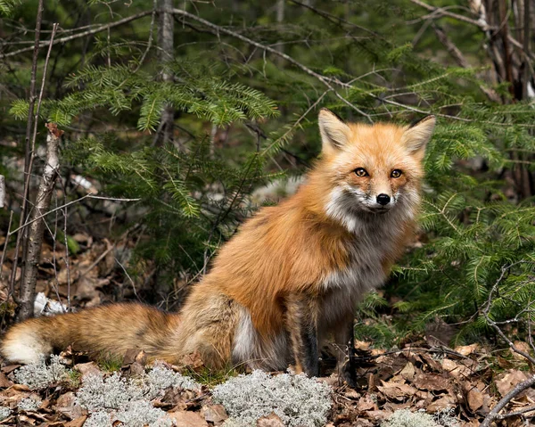 在春季 红色狐狸的特写镜头出现在白色苔藓上 展示狐狸的尾巴 环境和栖息地 背景是针叶树 地面是苔藓 福克斯形象 — 图库照片