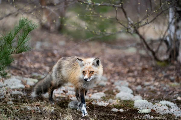 Red Fox Close Chão Musgo Temporada Primavera Com Fundo Borrão — Fotografia de Stock