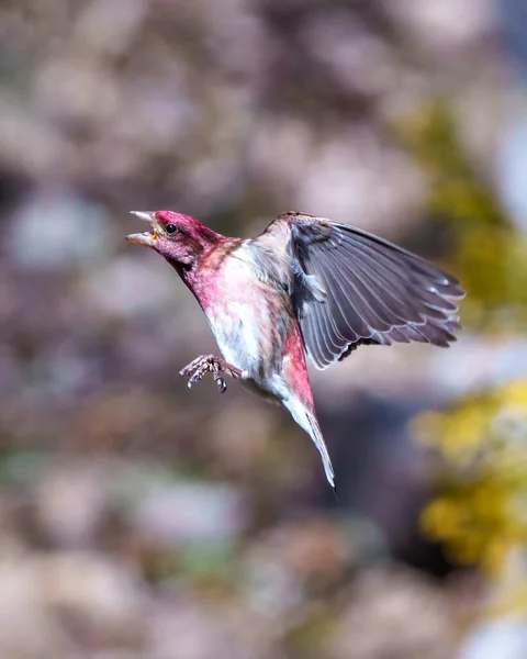 Finch Male Flying Its Beautiful Red Colour Spread Wings Blur — Fotografia de Stock