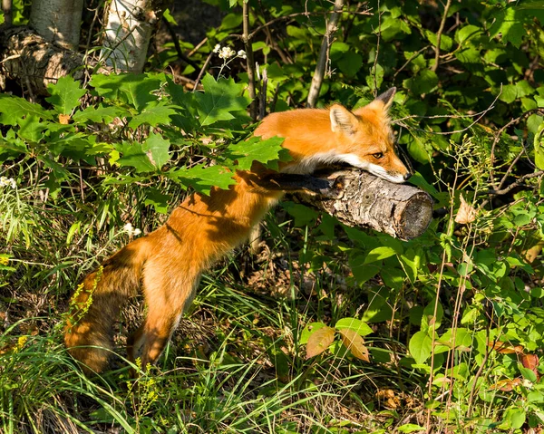 Red Fox Climbing Log Basking Late Evening Sun Light Its — Stock Photo, Image
