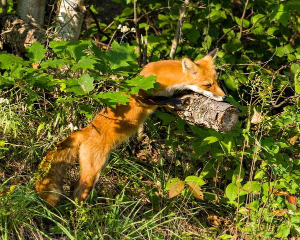 Zorro Rojo Trepando Tronco Tomando Sol Última Hora Noche Entorno — Foto de Stock