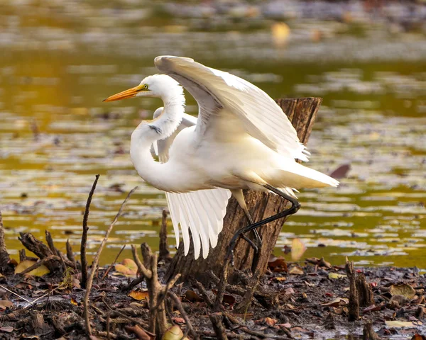 大白鹭在浅水中的特写侧视图 其环境背景为叶状 周围为展开翅膀的湿地栖息地 — 图库照片