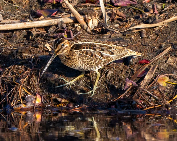 Oiseau Bécasseau Cherchant Nourriture Bord Eau Dans Marais Avec Des — Photo