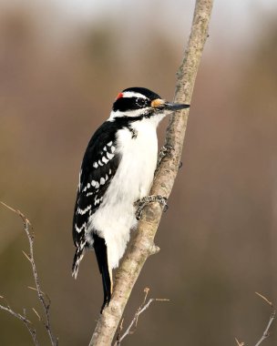 Ağaçkakan, çevresi ve çevresi bulanık olan bir ağaç dalına tünemiş yakın plan profil görüntüsü. Görüntü. Görüntü. Portre. Ağaçkakan Stok Fotoğrafı.