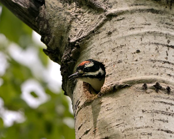 Pic Bébé Oiseau Tête Hors Son Trou Nid Maison Attendant — Photo