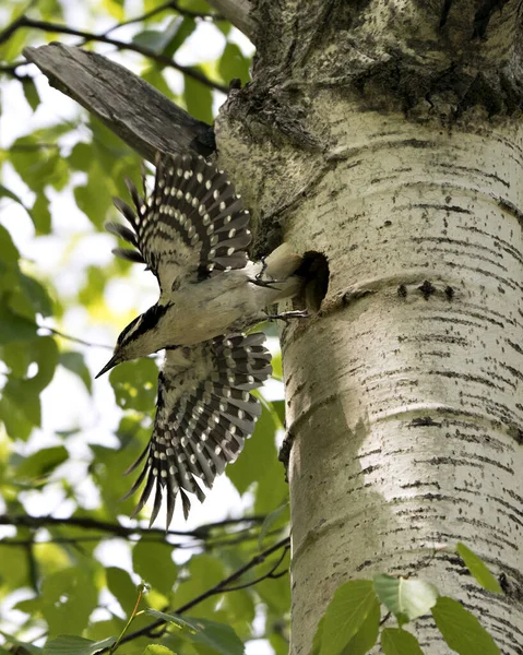 Woodpecker flying out of its bird nest home with spread wings with blur background in its environment and habitat. Woodpecker Hairy Image. Picture. Portrait.