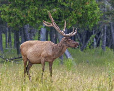 Geyik erkek, çevresindeki bulanık orman arka planında ve yaşam alanında boynuzlarını ve kahverengi kürkünü sergileyerek tarlada homurdanır..