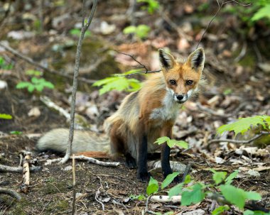 Red Fox 'un yakın plan profil görüntüsü otururken ve arka planı ve doğal ortamında bulanık olan kameraya bakarken. Görüntü. Fotoğraf. Portre. Tilki Resmi.
