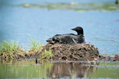 Dalgıç kuşu yuvalarını göl kıyısında çevresine ve arka planında bulanık bir yaşam alanına kurar ve korur. Tımarhane görüntüsü. Dalgıç kuşu gölde. Sulak Bölge 'de bir kaçık. Görüntü. Portre. Fotoğraf.. 
