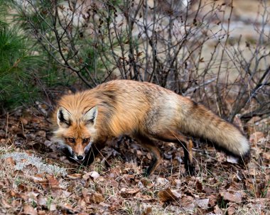 Red Fox, bahar sezonunda çevre ve habitatında bulanık beyaz yosun ve kozalaklı dallarla yakın plan profil yan görüntüsü. Fox Image 'da. Görüntü. Portre.