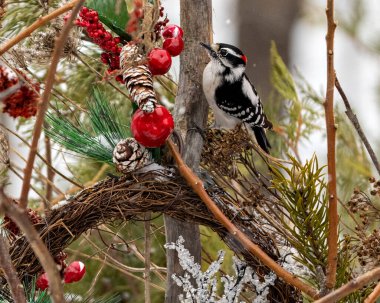 Ağaçkakan kış mevsiminde bir Noel çelengine tünemiş, çevresindeki kar ve bulanık arkaplan ve çevresindeki yaşam alanı ile birlikte. Çelenk resmi. Görüntü. Portre. Fotoğraf..