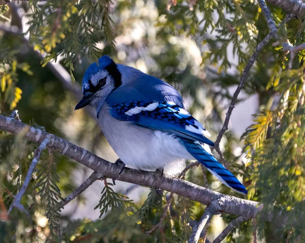 Blue Jay Bird Close Perched Cedar Tree Branch Blur Forest — Stock Photo, Image