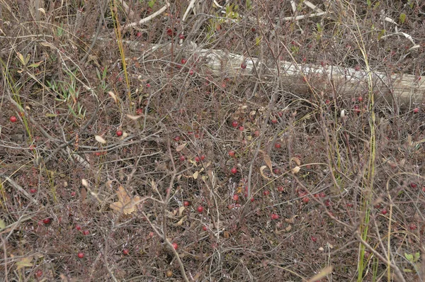 Wild Cranberries Fruit Ripening Marsh Field Environment Ontario Canada — Stock Photo, Image