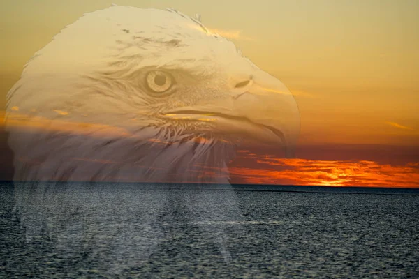 頭のショットビューを持つバルドイーグル日没と海の背景 イーグル ポートレート 写真だ 写真だ — ストック写真