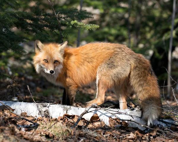 Red Fox Close Profile View Spring Season Displaying Fox Tail — Stock Photo, Image