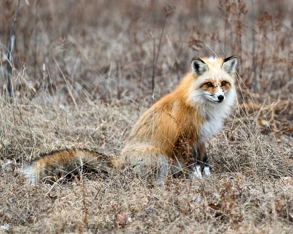 Red Einzigartige Fuchs Nahaufnahme Die Kamera Der Frühjahrssaison Seiner Umgebung — Stockfoto