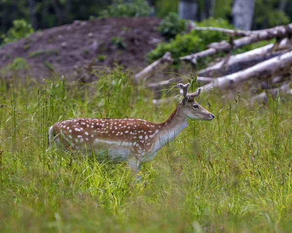 Träd Rådjur Hane Närbild Profil Sidovy Med Suddig Bakgrund Skogen — Stockfoto