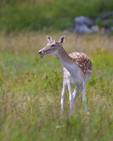 Fallow Deer Kvinnliga Närbild Profil Med Suddig Bakgrund Sin Omgivning — Stockfoto