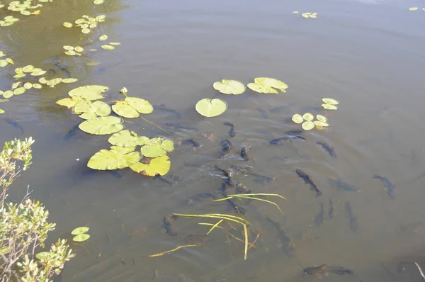 Peixe Gato Nadando Lagoa Com Água Borrada Almofadas Lírio Água — Fotografia de Stock