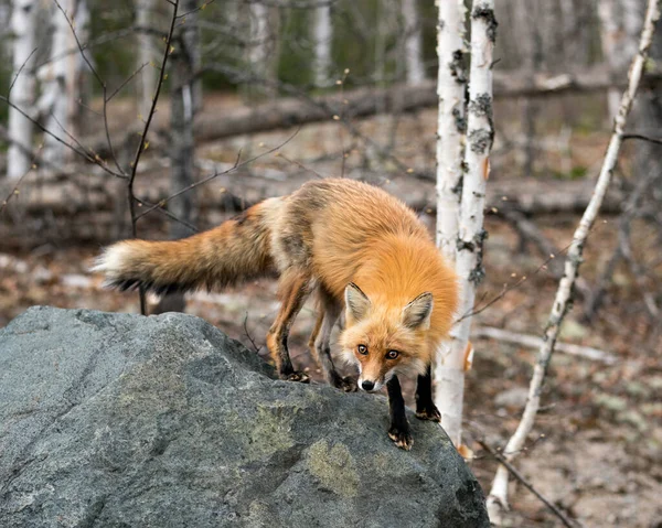 Gros Plan Renard Roux Debout Sur Gros Rocher Regardant Caméra — Photo