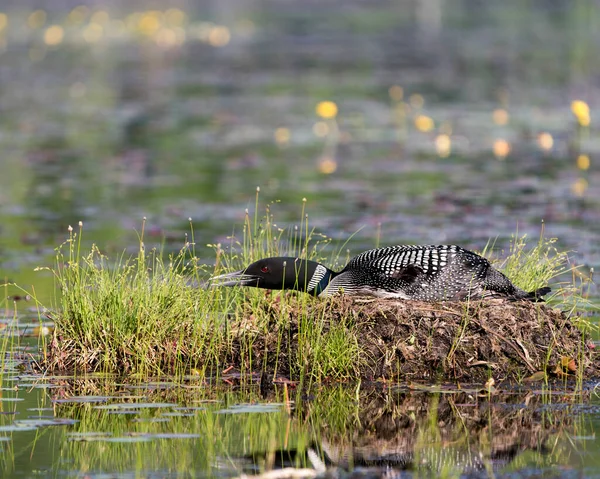 Loon Comum Descansando Guardando Ninho Água Pântano Com Fundo Desfocado — Fotografia de Stock