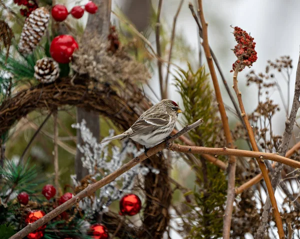 在冬季 红色的民意调查鸟栖息在一个圣诞花环上 在它的环境和周围环境中 有积雪和模糊的背景 花环图像 — 图库照片