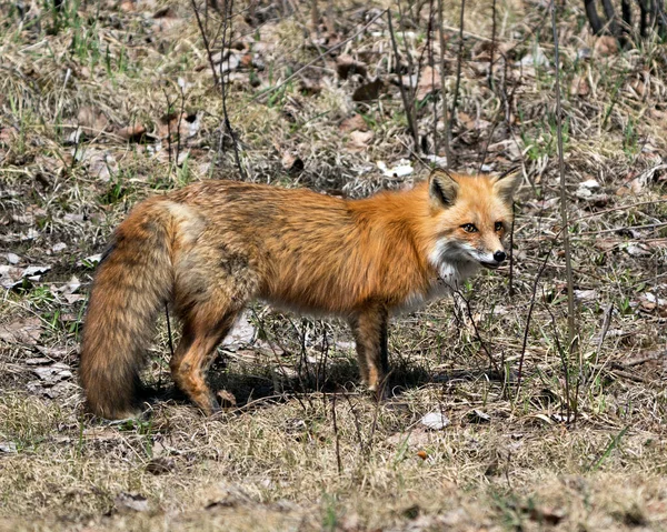 春季的红狐特写侧视图显示狐狸尾巴 在其环境和栖息地与模糊的背景 福克斯形象 — 图库照片