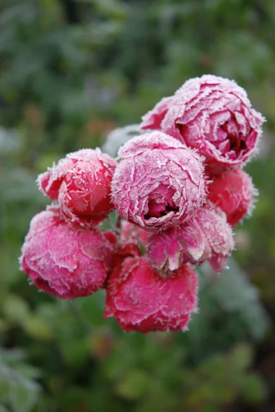   . - Rusya. Buzlu çiçekler..