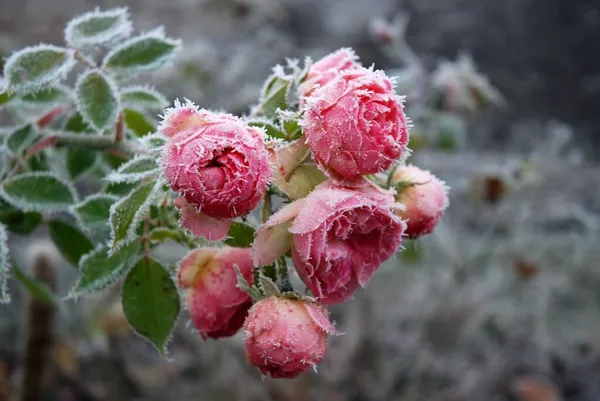   . - Rusya. Buzlu çiçekler..