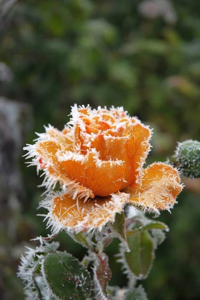 Russia Flowers Frost — Stock Photo, Image