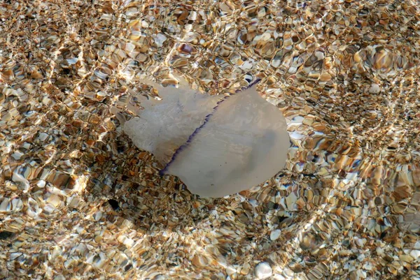 Karadeniz. Rhizostoma pulmo.