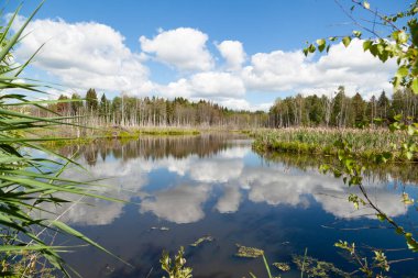 Karşıt kıyılarda sazlıklar ve huş ağaçları olan bataklık bir göl manzarası güneşli yaz gününde güzel beyaz kabarık bulutlar, manzara, kapanıyor