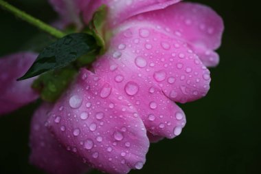 Yaprakların üzerine damlalar damlatan tek bir menekşe çiçeği koyu arka planda izole edilmiş, kapat
