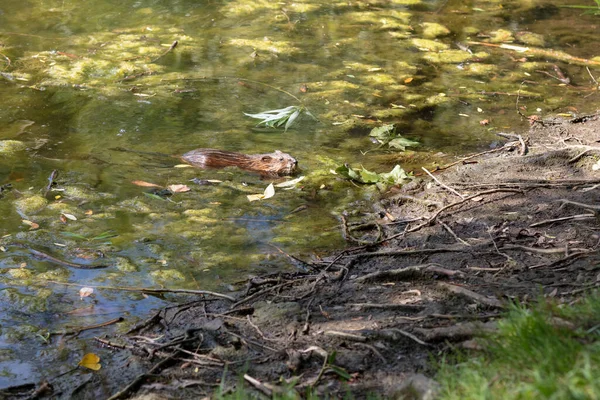 Kahverengi su samuru güneşli bir günde Orman Gölü 'ne çıkar. Yaklaş.