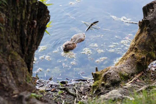 Güneşli bir günde, ağaç kütükleri arasında, kıyıya yakın göldeki su samuru, kapat.