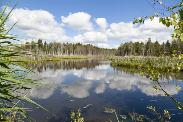 Karşıt kıyılarda sazlıklar ve huş ağaçları olan bataklık bir göl manzarası güneşli yaz gününde güzel beyaz kabarık bulutlar, manzara, kapanıyor