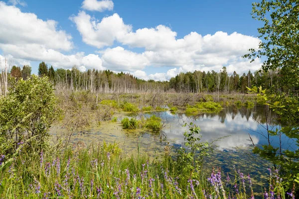 Mavi gökyüzünün altında, karşı kıyılarda çiçekler ve huş ağaçlarıyla dolu bataklık bir göl manzarası güneşli yaz gününde güzel, tüylü bulutlar, manzara, kapanıyor