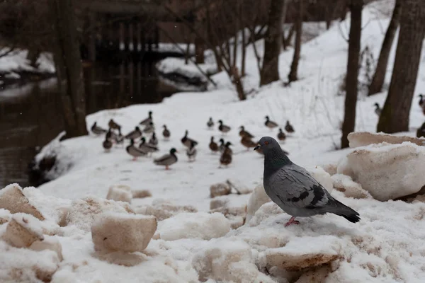 Ön planda güvercin ve bazı ördekler ormanın yakınındaki nehrin kıyısında karların üzerinde oturur.