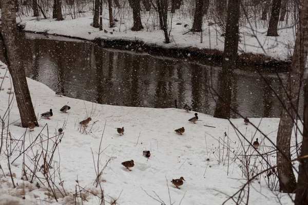 Karla kaplı nehir kıyısında manzara manzarası ve ormanda bazı ördekler yürüyor, kapanıyor.