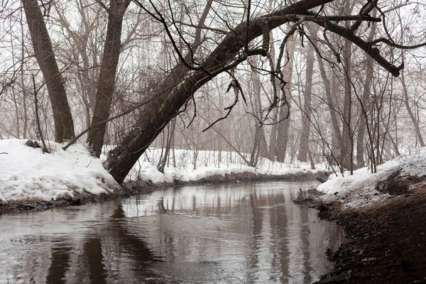 Nehrin üzerinde eğilmiş bir ağacın manzarası ve arka plandaki sisli ormanın manzarası, kapat.