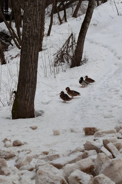 Bazı ördekler kış ormanlarındaki karlı patikada birbirlerine yakın dururlar.