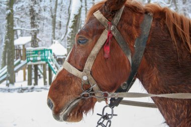 Kırmızı atın ağzı kışın kapanıyor.