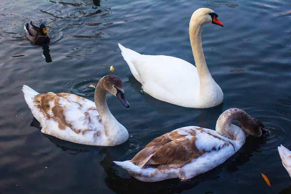 One White Swan Two Brown Swans Wild Ducks Pond — Fotografia de Stock