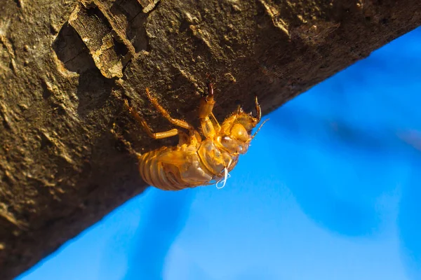 Leere Zikadenlarve Nach Häutung Baum Aus Nächster Nähe — Stockfoto